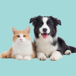 Φωτογραφία κατηγορίας: Ζώα & Είδη Κατοικιδίων